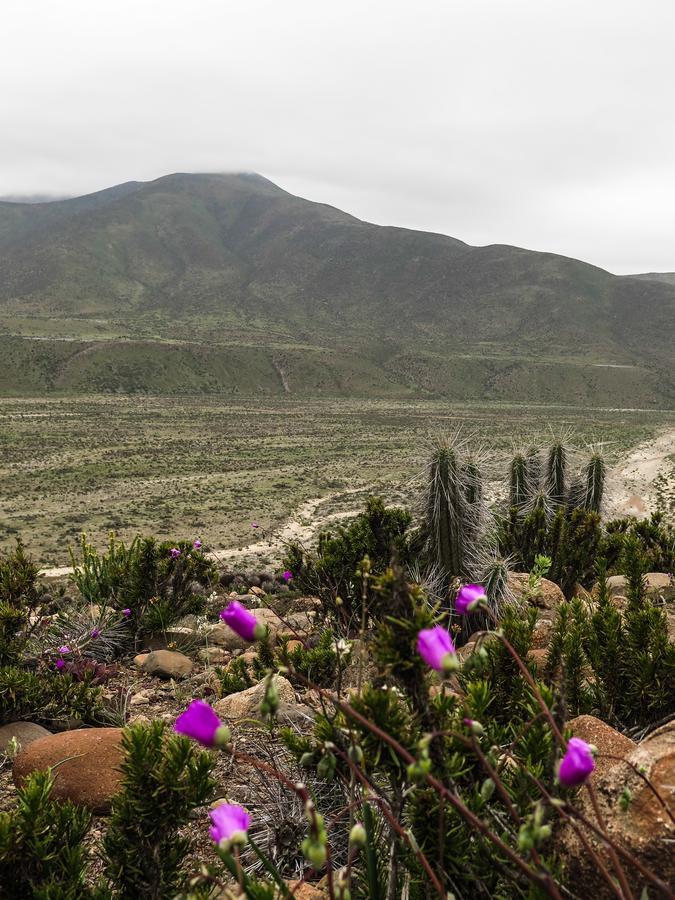 Willa Refugio Humboldt Punta Choros Zewnętrze zdjęcie